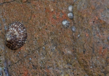 SICOMAR Plus: procedura di gara per monitoraggio Patella ferruginea