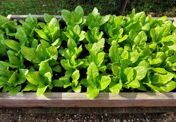 23 marzo: tutti al mercatino!