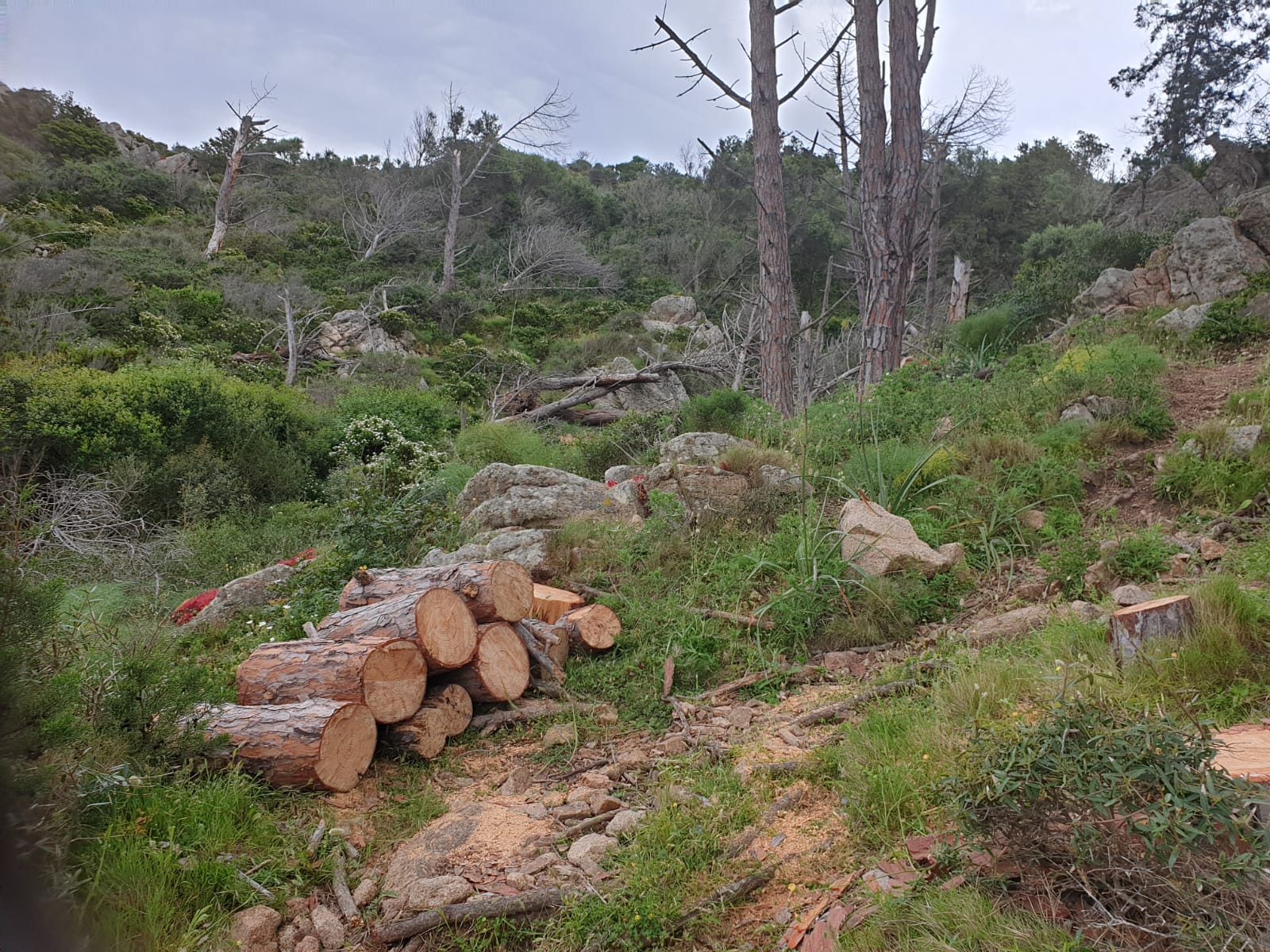 Caprera: iniziati i lavori di manutenzione dei sentieri