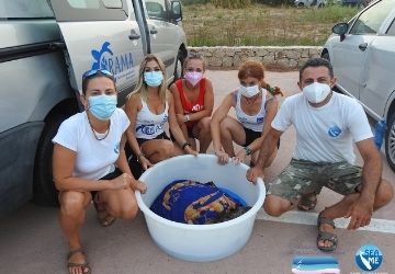 Proseguono le operazioni di salvataggio sugli animali marini 