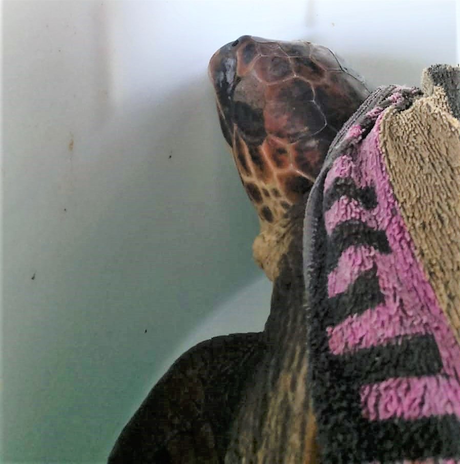 Rete Regionale per la Conservazione della Fauna Marina