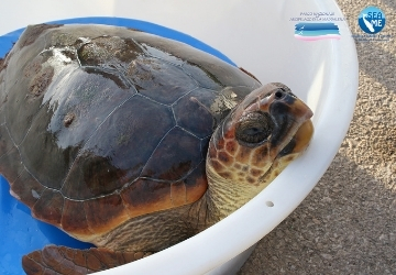 Salvata a Ferragosto �Agostinella�, Caretta caretta di 22 kg