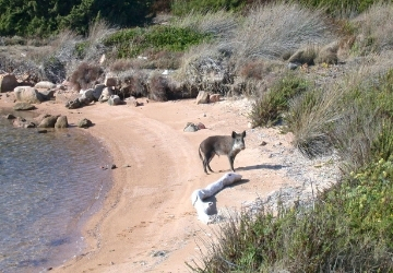 Eradicazione del cinghiale: a fine stagione stop all�emergenza