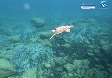 Pillole di Educazione Ambientale: le tartarughe Caretta caretta