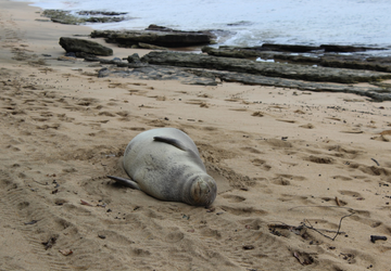 La foca monaca torner� in Sardegna? 