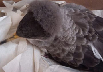 Il Parco soccorre una Berta maggiore in difficolt�