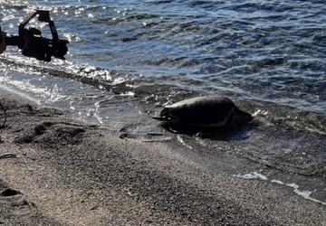 La tartaruga Agostina riprende a nuotare in mare aperto