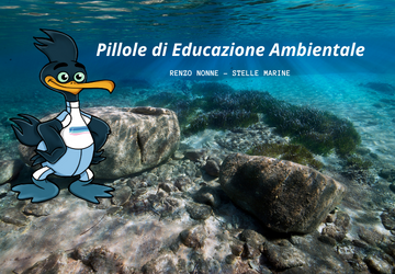 Pillole di educazione ambientale: Le Stelle marine