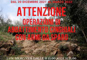 Cinghiali: comincia l\'attivit� di selecontrollo