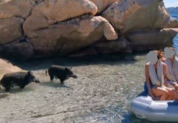 Ibridi di cinghiale: sterilizzazione costosa e inefficace