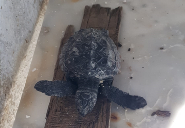 Tartarughina morta consegnata al Parco 