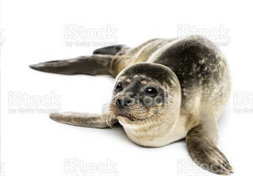 Operazione Foca Monaca: le scuole invitate ad aderire