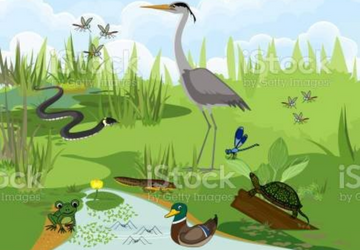 Giornata Mondiale delle Zone umide