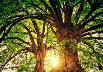 Albo imprese forestali: iscrizioni entro il 22 marzo 