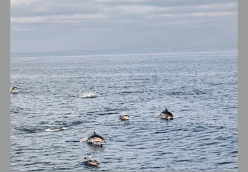 Avvistamento raro nelle acque del Parco Nazionale 