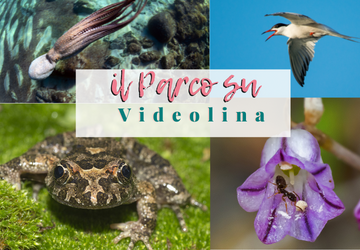 31 ottobre: il Parco su Videolina