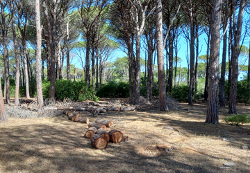 Possibili sanzioni per prelievo di Leccio a Caprera 