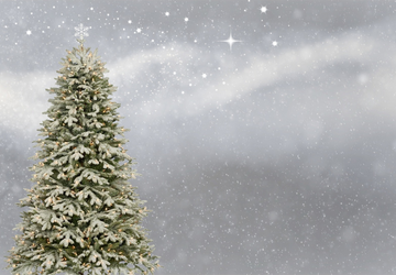 Universit� di Firenze: guida alla scelta responsabile dell\'albero di Natale