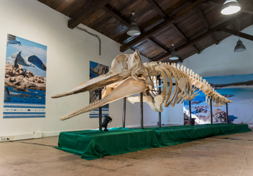 A Natale vieni a visitare lo scheletro di Capodoglio al CEA!