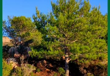 Dal 15 marzo: taglio Pini precari