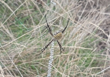 Ragno alloctono nel Parco Nazionale dell�Arcipelago di La Maddalena