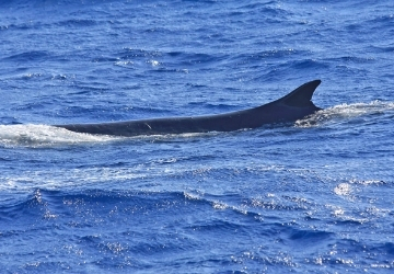 Avvistamento di due balenottere comuni (𝘉𝘢𝘭𝘢𝘦𝘯𝘰𝘱𝘵𝘦𝘳𝘢 𝘱𝘩𝘺𝘴𝘢𝘭𝘶𝘴) 