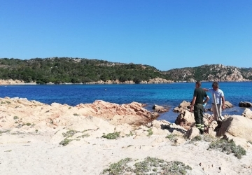 Spiaggia dei due mari - nidificazione della Rondine di Mare