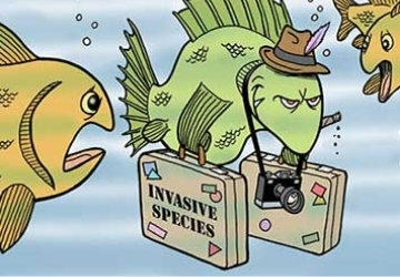 Contributi agli studenti per la ricerca sulle specie aliene