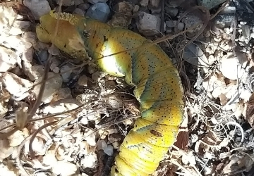 Acherontia atropos  - falena Testa di morto nell\'Arcipelago di La Maddalena